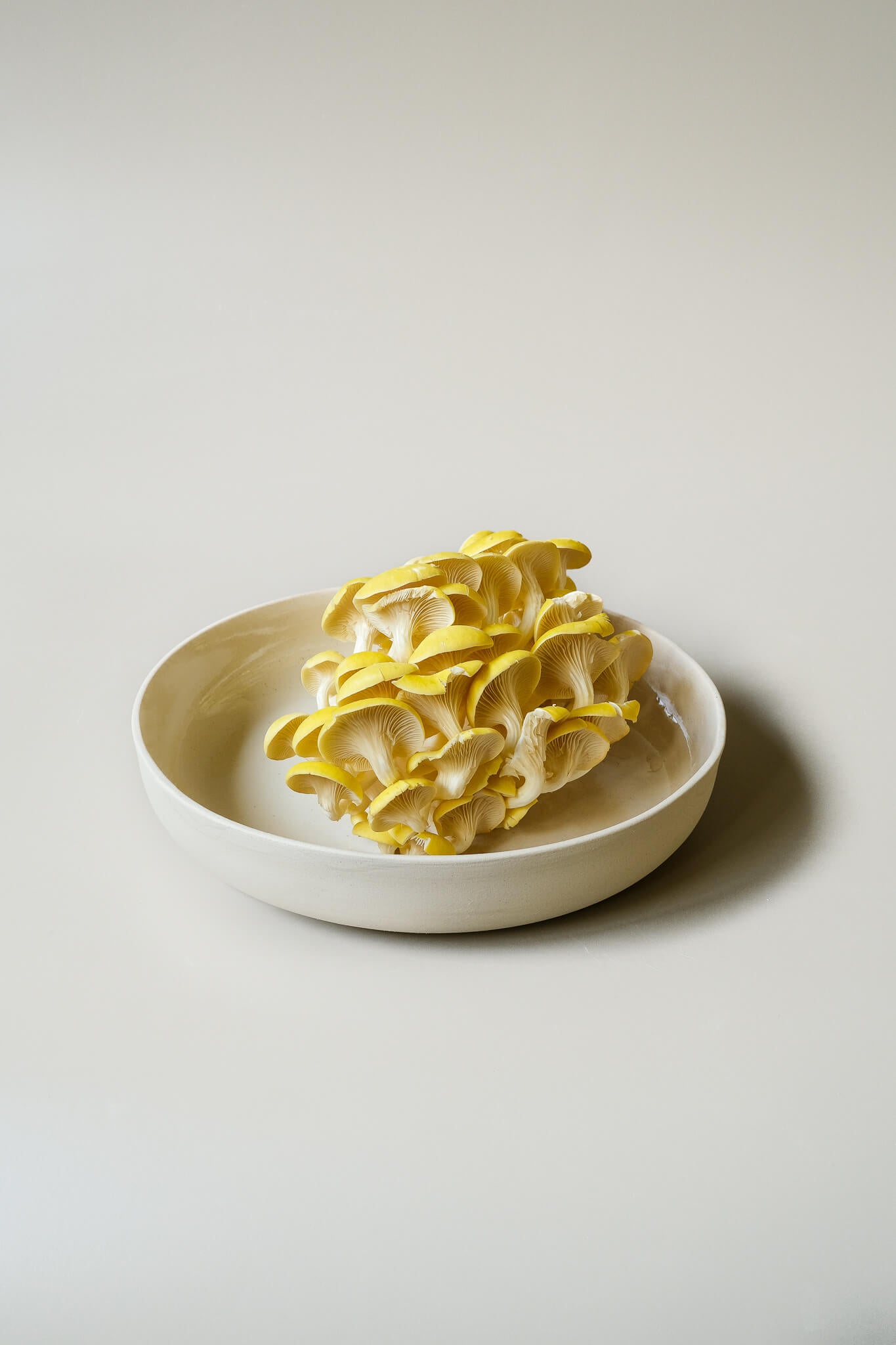 Round Pasta Bowl M