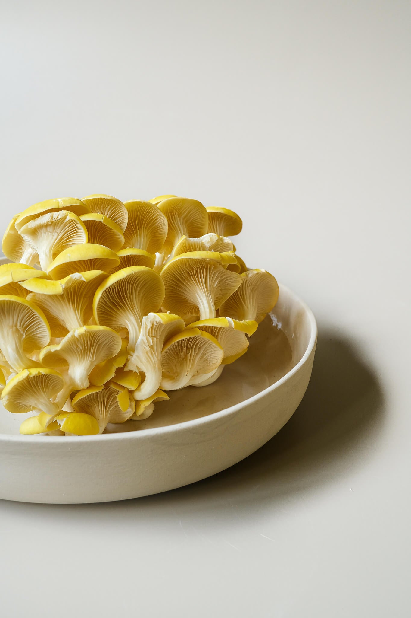 Round Pasta Bowl M