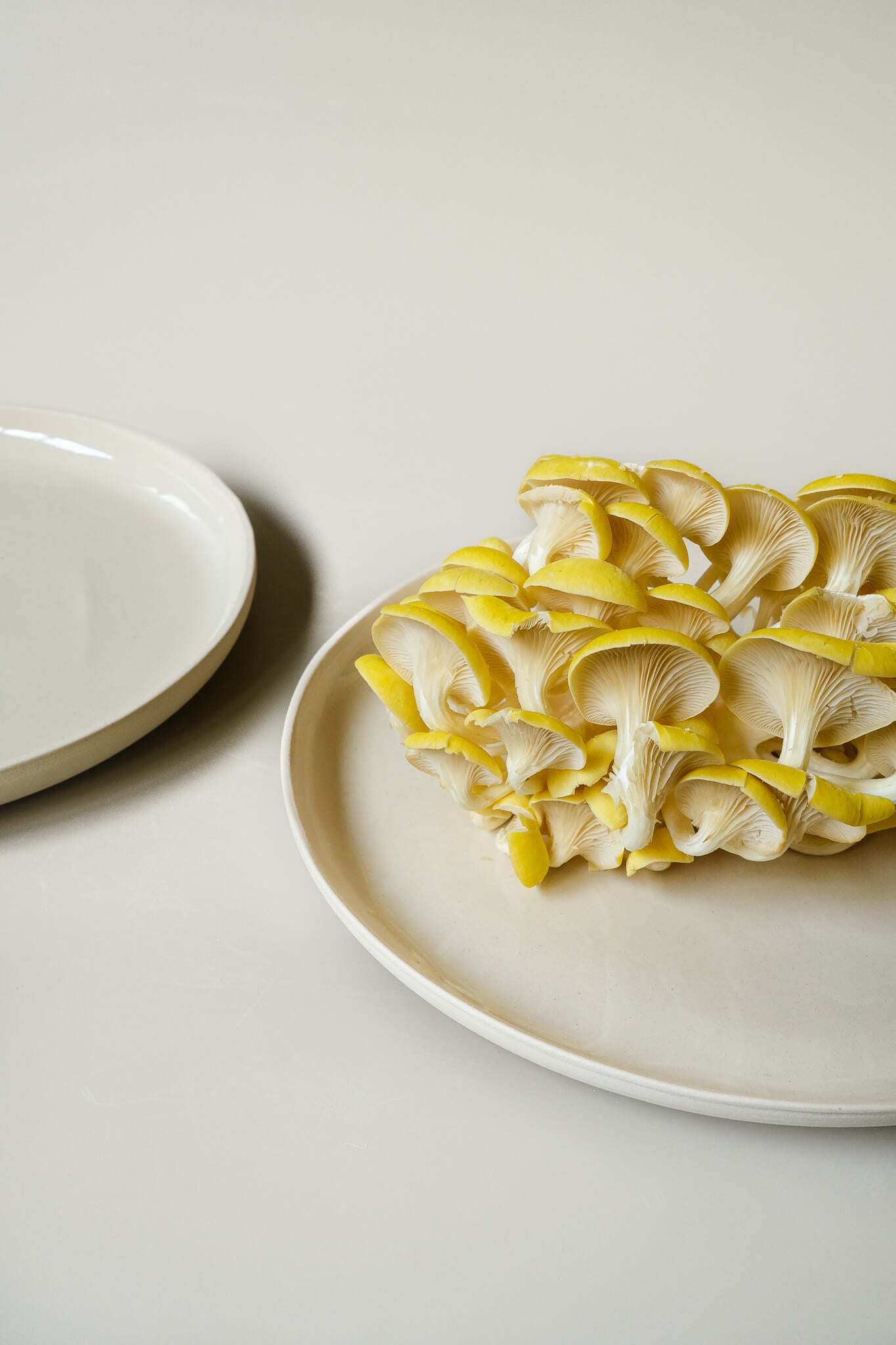 Rounded Dinner Plate L