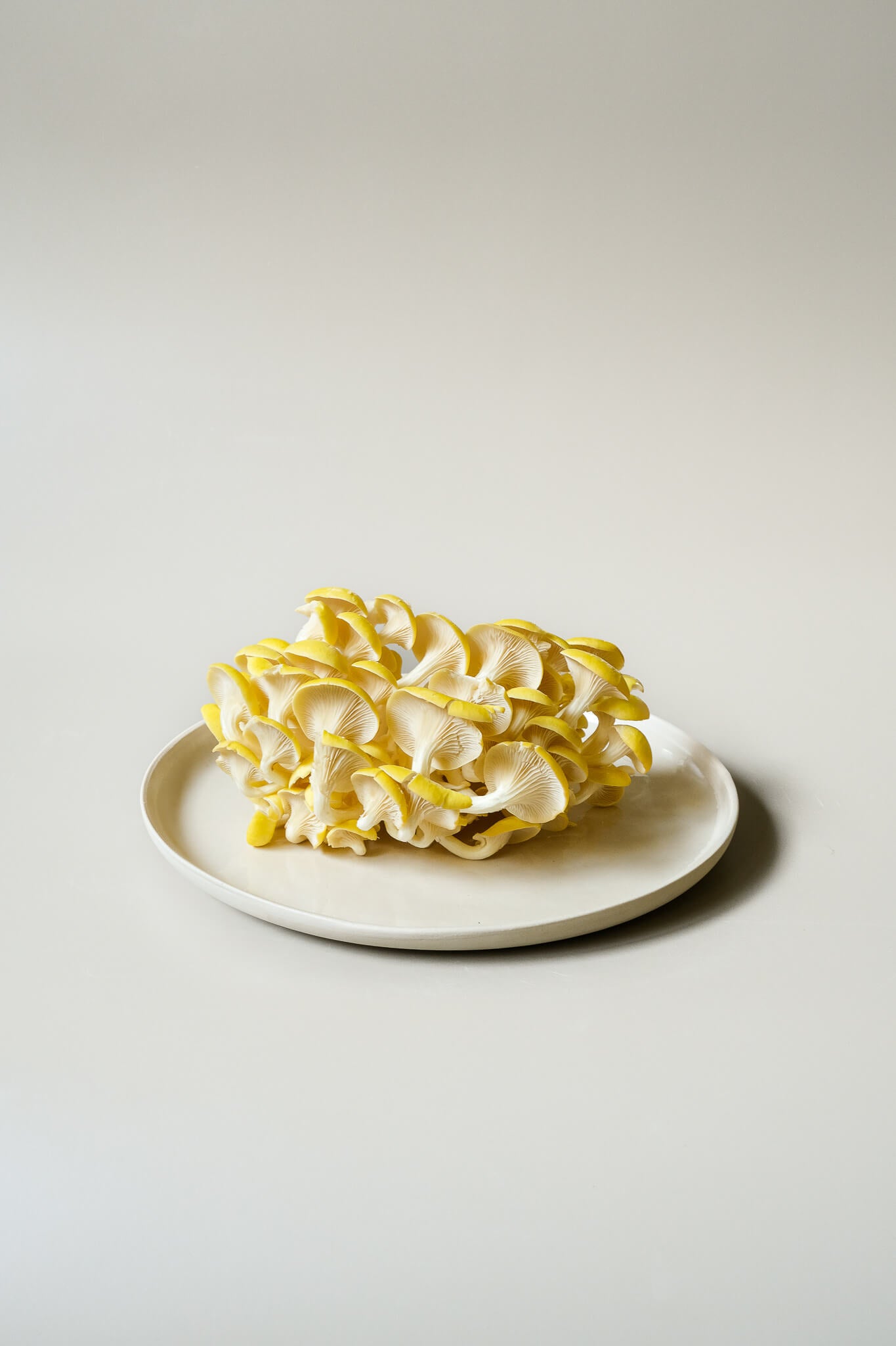 Rounded Dinner Plate L