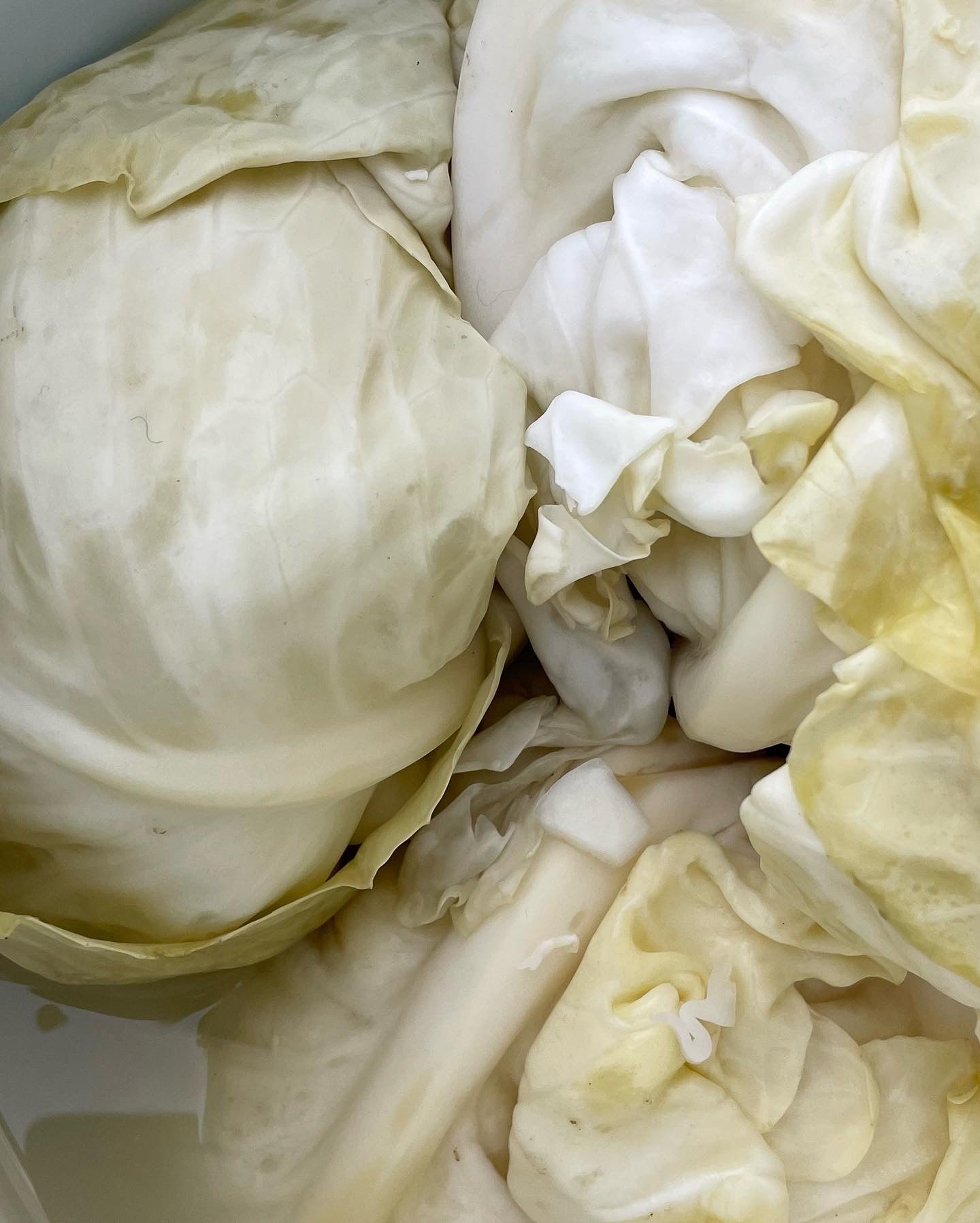 Lacto-Fermentation Workshop 24. + 25. September – Einlegen – Foodtura Festival