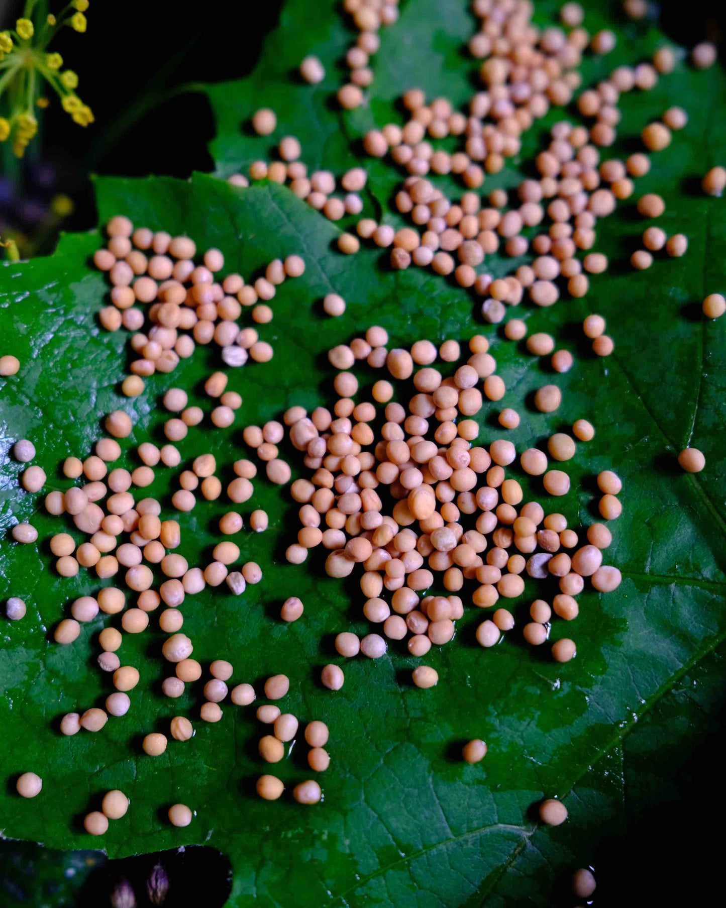Lacto-Fermentation Workshop 24. + 25. September – Einlegen – Foodtura Festival